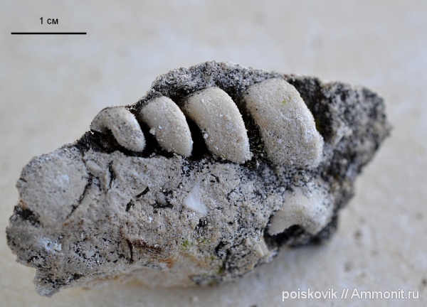 гастроподы, брюхоногие моллюски, Крым, Балаклава
