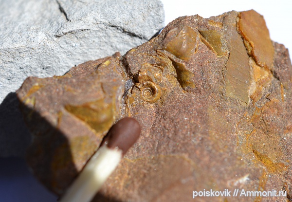 аммониты, головоногие моллюски, берриас, Крым, Ammonites, Балаклава, Berriasian