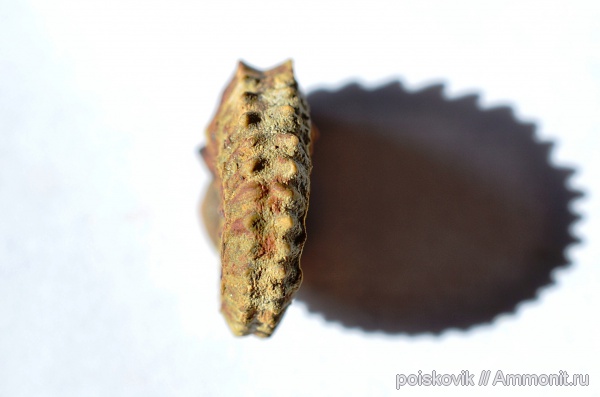 аммониты, головоногие моллюски, Крым, Ammonites, Neocosmoceras