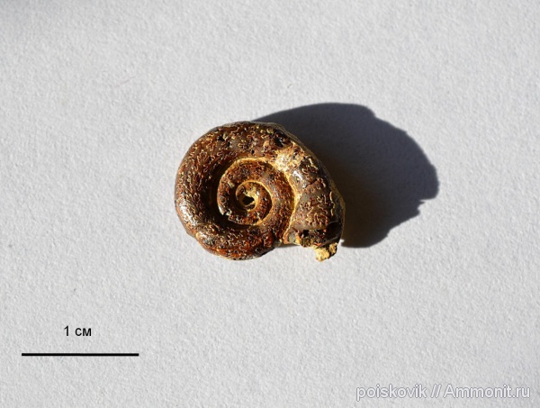 аммониты, головоногие моллюски, Крым, Ammonites, Балаклава