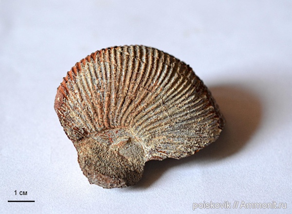 аммониты, головоногие моллюски, келловей, Крым, Macrocephalites, Ammonites, Балаклава