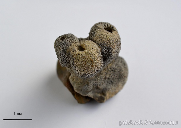 губки, Крым