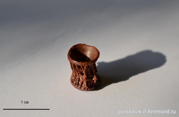 рыбы, Крым, позвонки, SCOMBRIDAE, fish