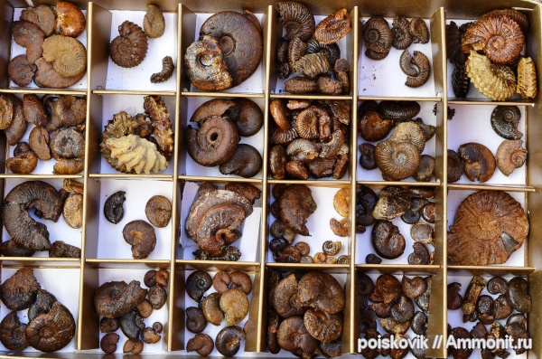 аммониты, головоногие моллюски, Крым, Ammonites