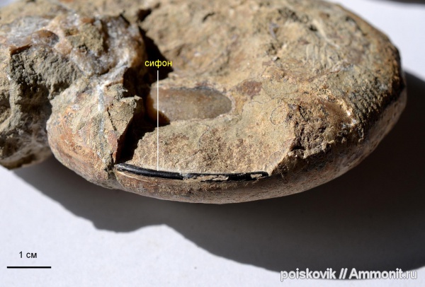 аммониты, головоногие моллюски, берриас, Крым, сифон, Ammonites, Berriasian