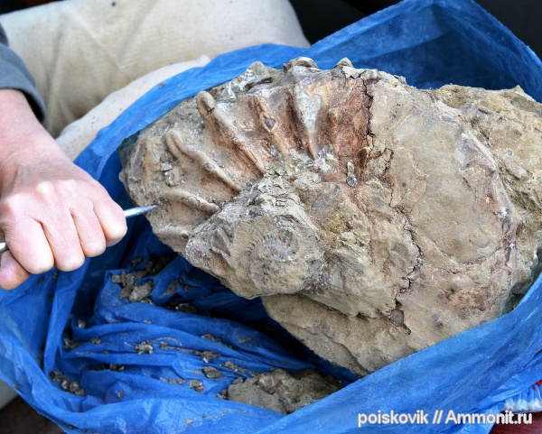 головоногие моллюски, берриас, неокосмоцерас, Neocosmoceras, Berriasian