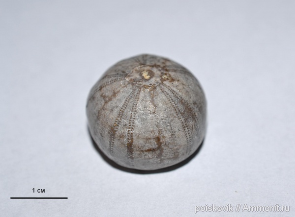 морские ежи, иглокожие, Крым, титон, Балаклава, Tithonian