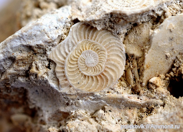 фораминиферы, Operculina, Крым