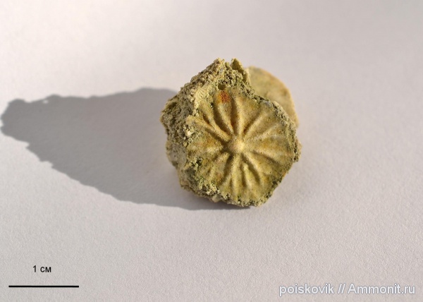 Крым, Actinocyclina