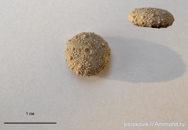 морские ежи, иглокожие, Крым, Балаклава, Hemidiadema