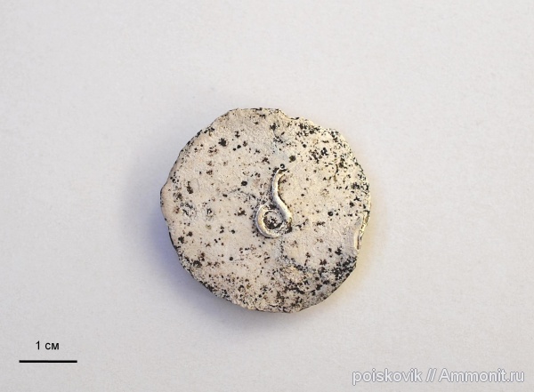 серпулы, Крым, Serpulidae, нуммулиты