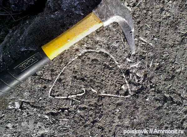 морские ежи, иглокожие, Крым