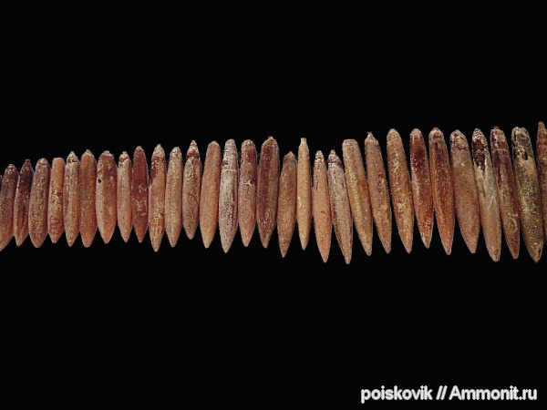 белемниты, головоногие моллюски, Крым, belemnites