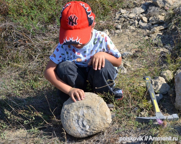 аммониты, головоногие моллюски, Крым, Ammonites, юные палеонтологи