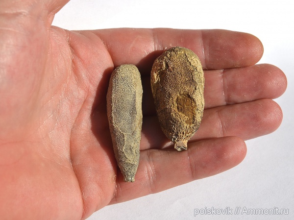 морские ежи, иглокожие, Крым, иглы морских ежей