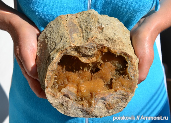 аммониты, головоногие моллюски, Крым, Ammonites