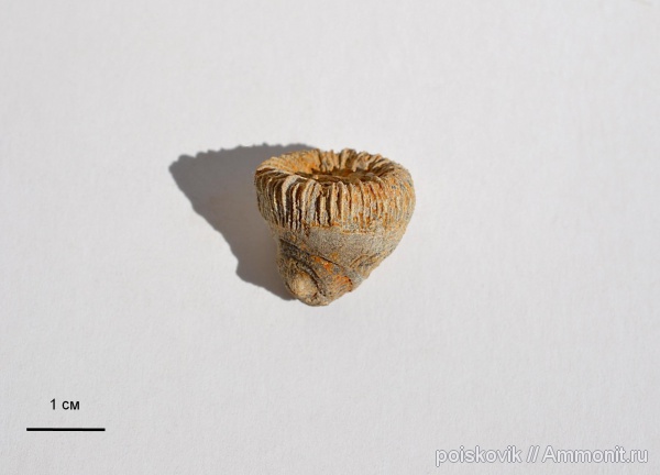 кораллы, Крым, Scleractinia