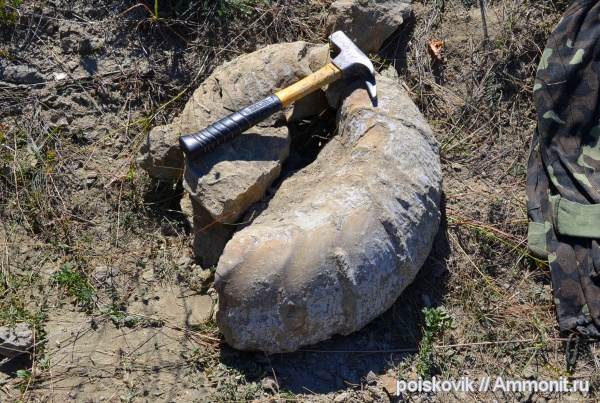 аммониты, головоногие моллюски, берриас, Крым, Ammonites, Berriasian