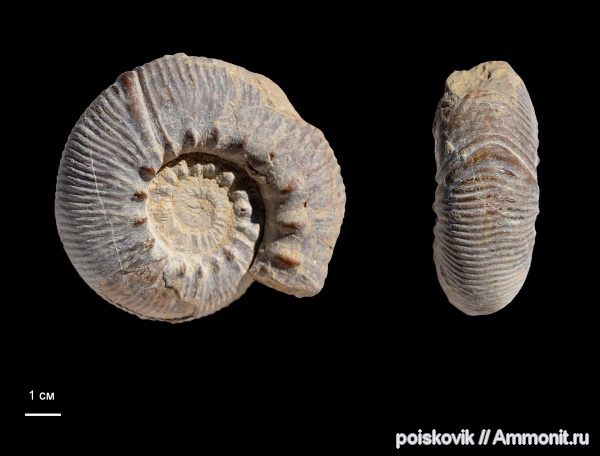 аммониты, головоногие моллюски, Ammonites, Olcostephanus