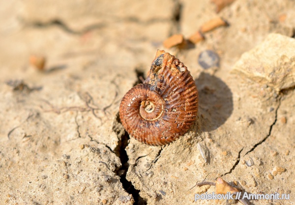 аммониты, головоногие моллюски, берриас, Крым, Ammonites, Berriasian