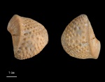 Myophorella loewinson - lessingi (Renngarten)