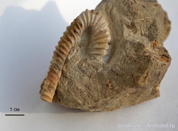 аммониты, гетероморфные аммониты, головоногие моллюски, альб, Крым, Ammonites, Балаклава, Albian, heteromorph ammonites, эрратические валуны, верхний альб