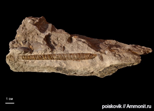 гастроподы, брюхоногие моллюски, альб, Крым, Балаклава, Albian