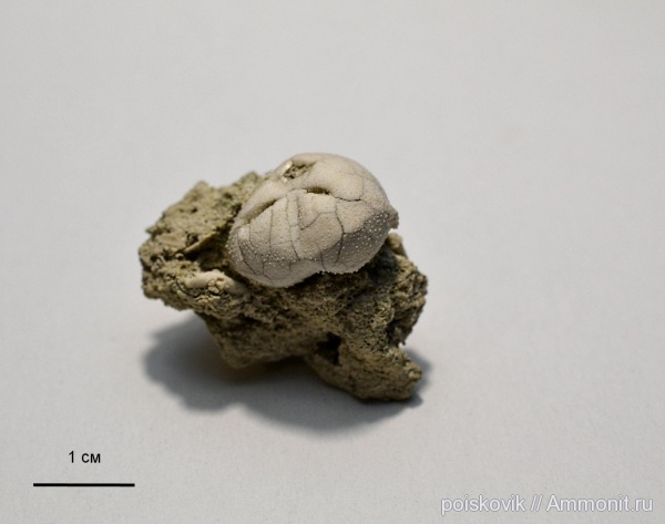 морские ежи, иглокожие, Крым, Балаклава