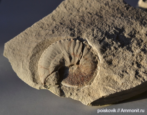аммониты, головоногие моллюски, Крым, верхний мел, устье, Ammonites, Балаклава, Hoploscaphites, Scaphitidae, Upper Cretaceous