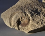 Hoploscaphites