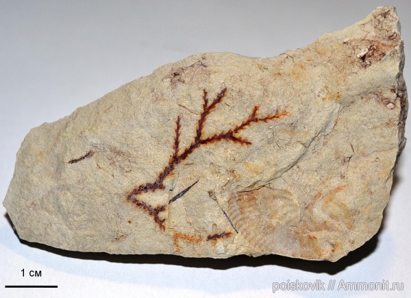 водоросли, Крым, верхний мел, Балаклава, Upper Cretaceous