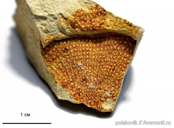 Крым, верхний мел, Балаклава, Upper Cretaceous