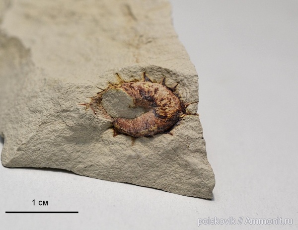 гастроподы, брюхоногие моллюски, Крым, верхний мел, Балаклава, Upper Cretaceous