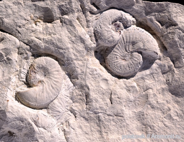 аммониты, головоногие моллюски, Крым, верхний мел, Ammonites, Балаклава, Hoploscaphites, Scaphitidae, Upper Cretaceous