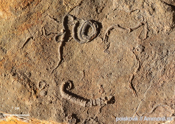 кораллы, серпулы, Крым, Serpulidae