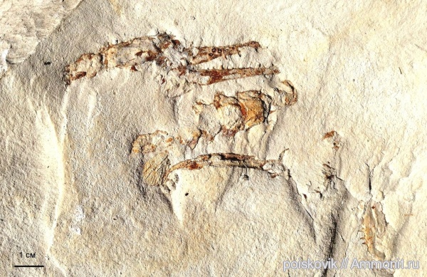 членистоногие, раки, Крым, Балаклава, Oncopareia