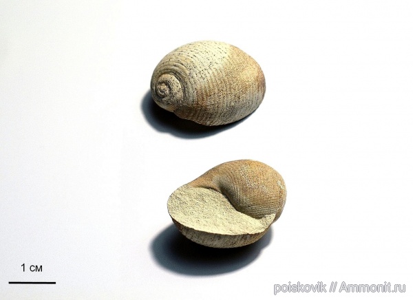 гастроподы, брюхоногие моллюски, Крым, верхний мел, Балаклава, Avellana, Upper Cretaceous