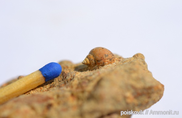 гастроподы, брюхоногие моллюски, альб, Крым, Балаклава, Albian