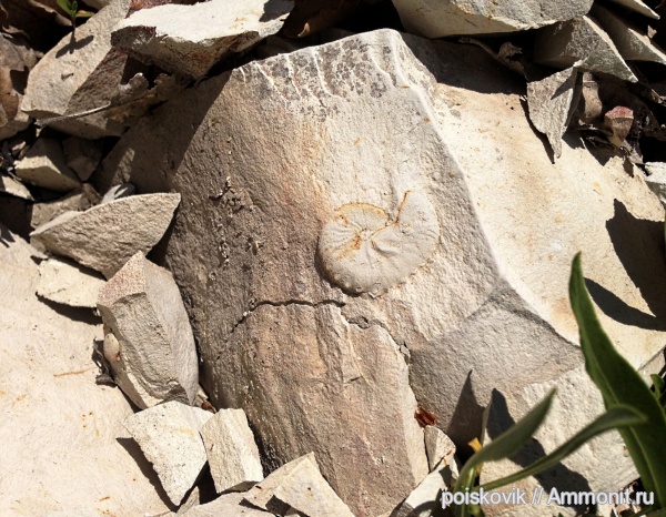 аммониты, головоногие моллюски, Крым, верхний мел, Ammonites, Балаклава, Hoploscaphites, Upper Cretaceous