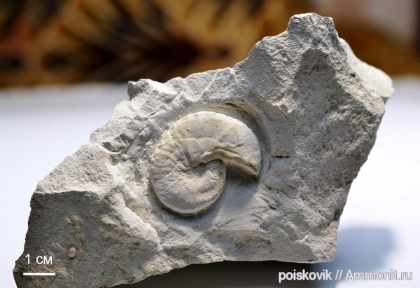 аммониты, головоногие моллюски, Крым, верхний мел, Ammonites, Балаклава, Hoploscaphites, Upper Cretaceous