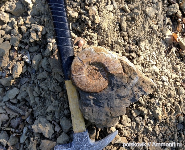 аммониты, головоногие моллюски, берриас, Крым, Ammonites, Dalmasiceras, Berriasian