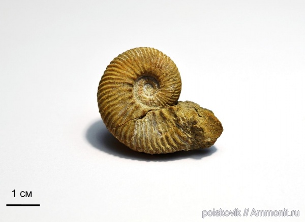 аммониты, головоногие моллюски, берриас, Крым, Ammonites, Dalmasiceras, Berriasian