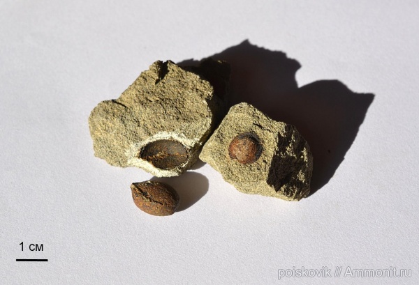 Крым, семена