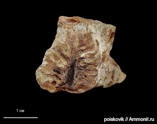 растения, Крым, шишки, Балаклава, эрратические валуны