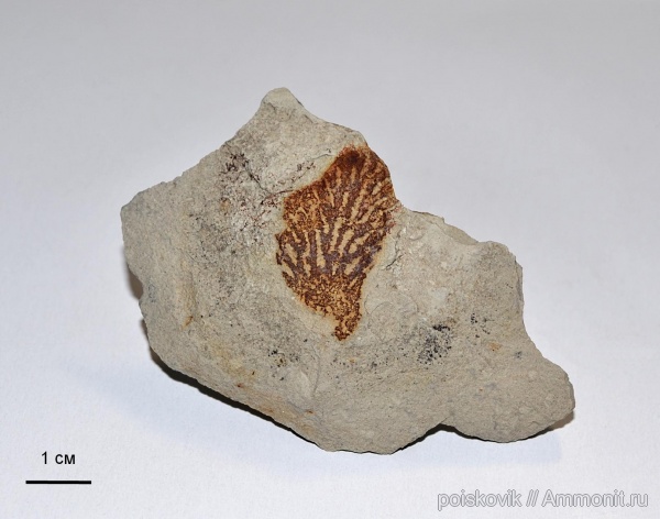 губки, Крым, верхний мел, Балаклава, Upper Cretaceous