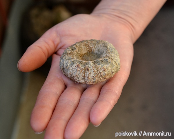 морские ежи, иглокожие, альб, Крым, Балаклава, Diadematoida, Albian, эрратические валуны, верхний альб