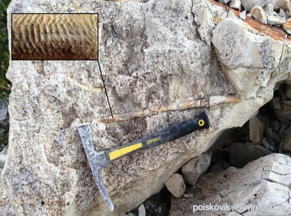 маастрихт, Крым, Балаклава, Maastrichtian