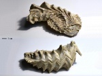 Lopha sp. Lopha sp.