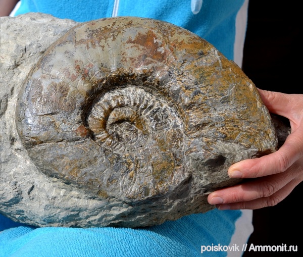 аммониты, головоногие моллюски, берриас, Крым, Ammonites, Балаклава, Berriasian