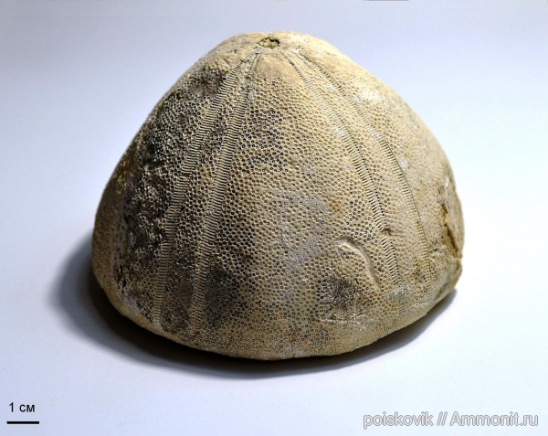 морские ежи, иглокожие, Крым, Conoclypus